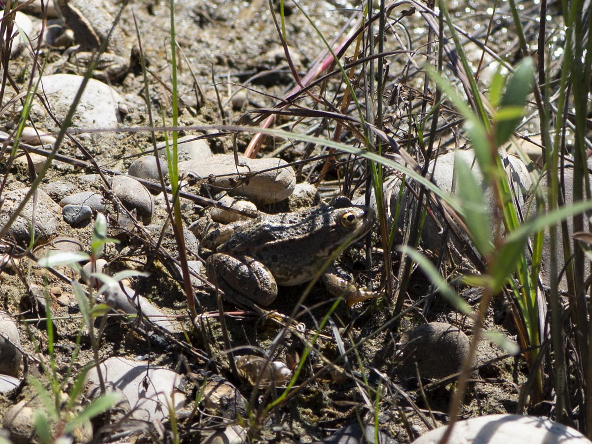 Rana esculenta